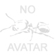 Аватар пользователя core ants