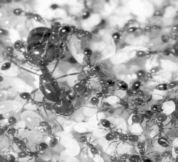 Колония муравьев с маткой