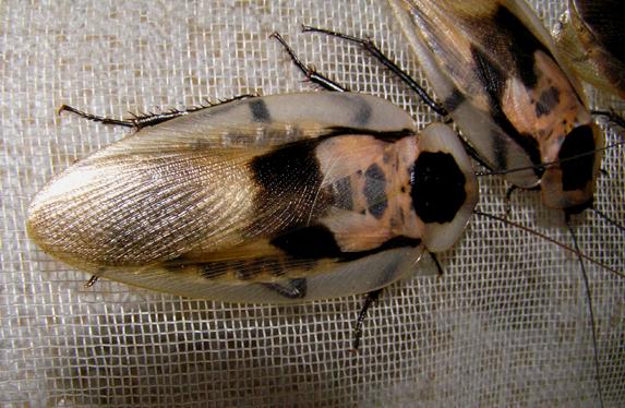 Таракан мертвая голова (Blaberus craniifer) | Клуб Любителей Муравьев