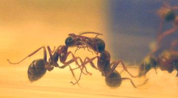Formica rufibarbis