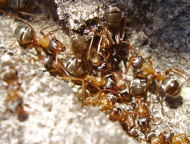 Formica rufibarbis