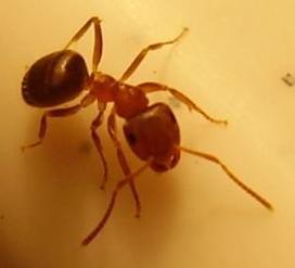 Lasius brunneus
