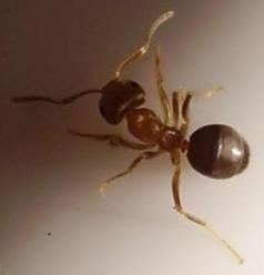 Lasius brunneus