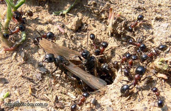 Messor denticulatus