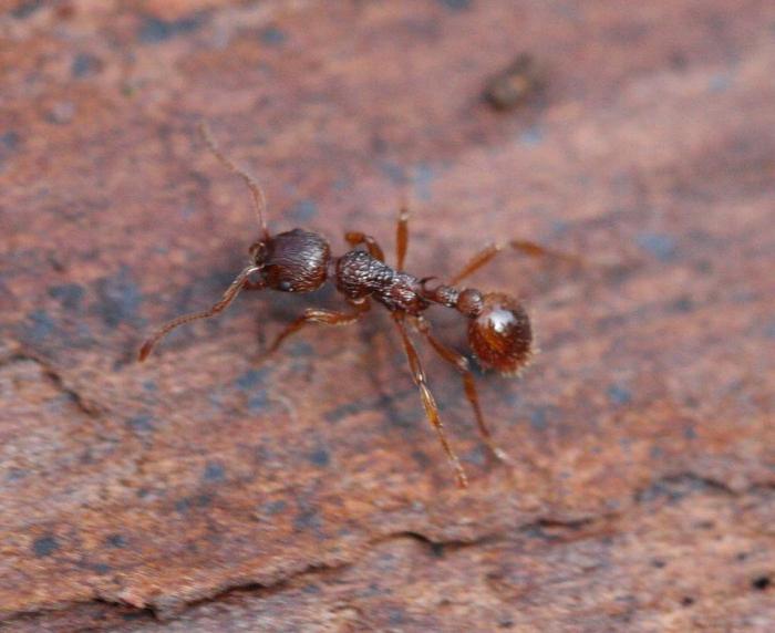 http://antclub.org/files/Myrmica%20ruginodis_2.jpg