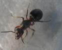 Одна из пойманных сегодня маток Formica rufa - рыжих лесных муравьев.