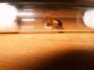 Camponotus pilicornis, матка с коконами.