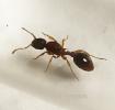 Матка Myrmica sp.