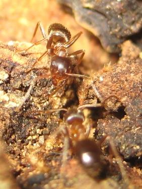 Lasius emarginatus