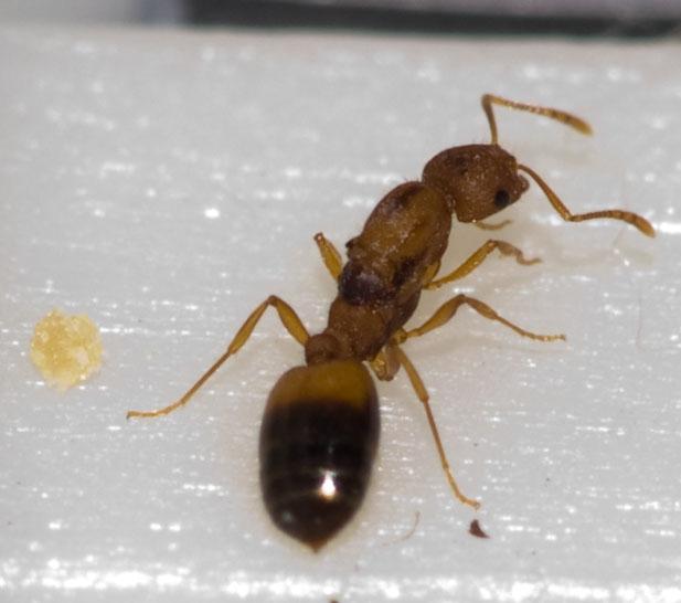 Роль матки в муравейнике