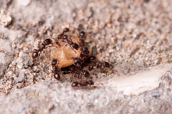 Гнездо Tetramorium caespitum