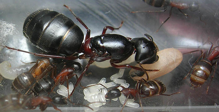 Camponotus herculeanus