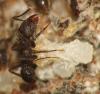 Acromyrmex sp.