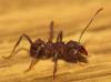 рабочий Acromyrmex