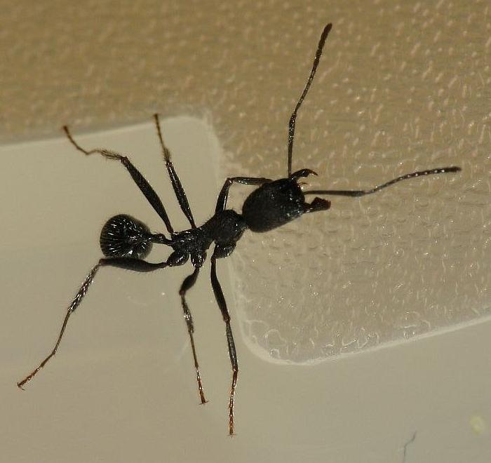 Aphaenogaster senilis