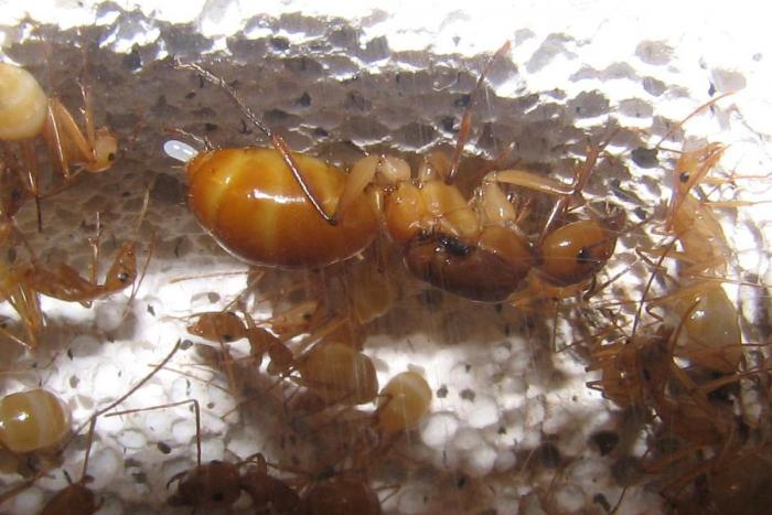 Camponotus hova