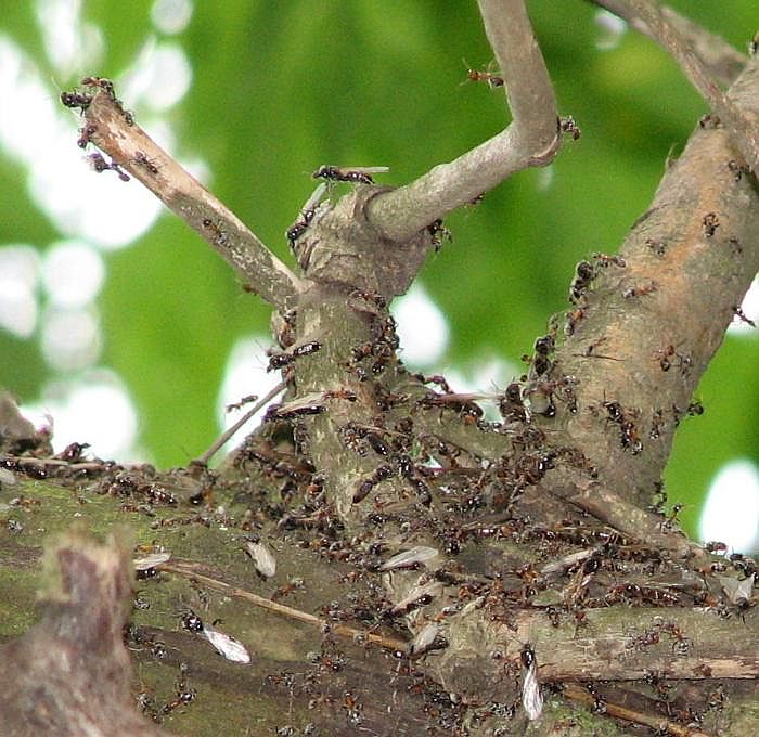 Liometopum microcephalum