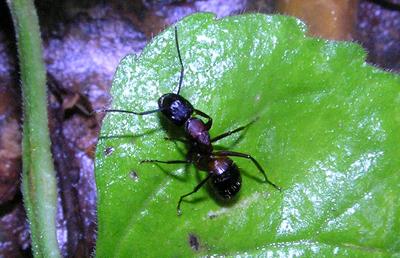 Camponotus ligniperda