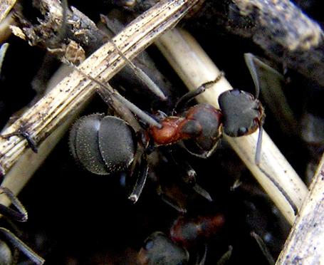 Formica rufa