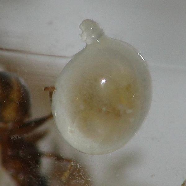 Pheidole pallidula