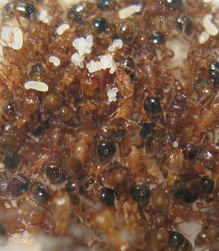 tetramorium_bicarinatum_4906.JPG