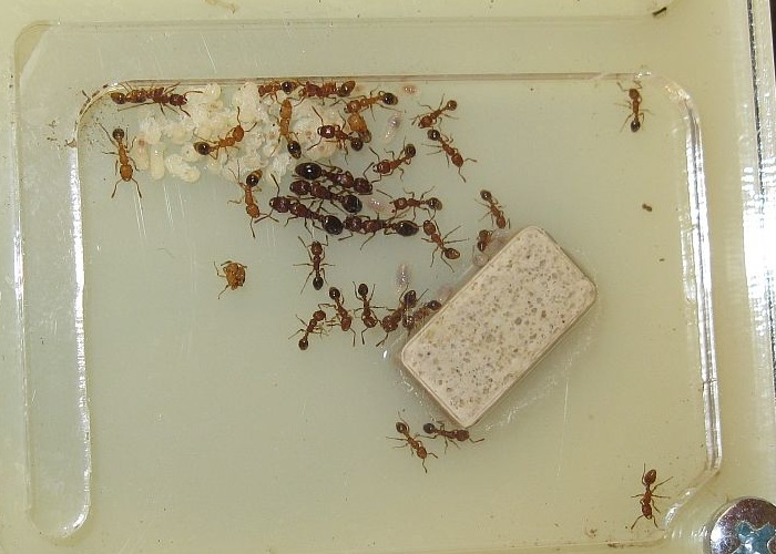 tetramorium_bicarinatum_5373.JPG