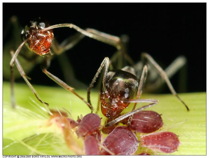 macro264-insects-ant-formicidae.jpg