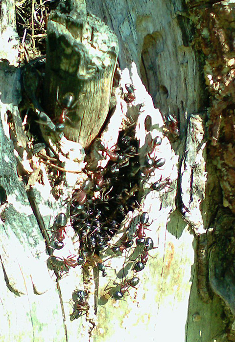 picture_00049 copy.jpg