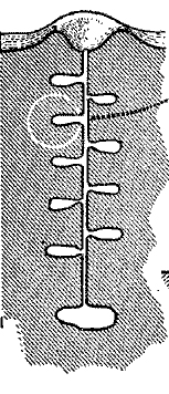 Proformica epinotalis (ÑÑÐµÐ¿Ð½Ð¾Ð¹ Ð¼ÐµÐ´Ð¾Ð²ÑÐ¹ Ð¼ÑÑÐ°Ð²ÐµÐ¹).jpg