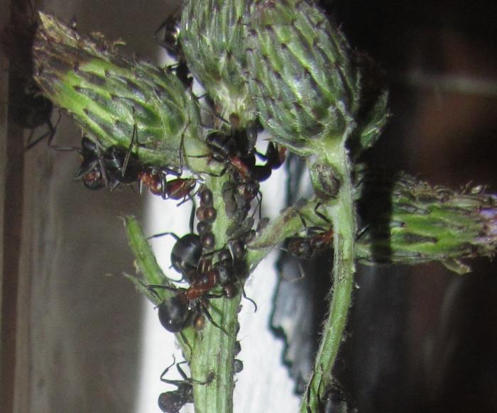 rufa-aphids2.jpg