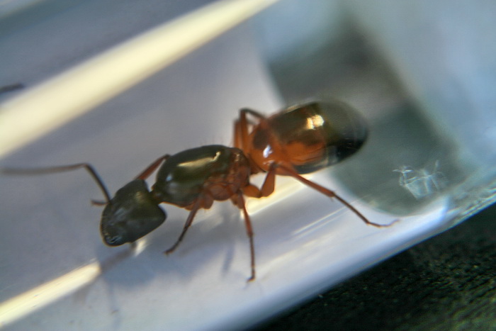 Camponotus sp. Cleopatra