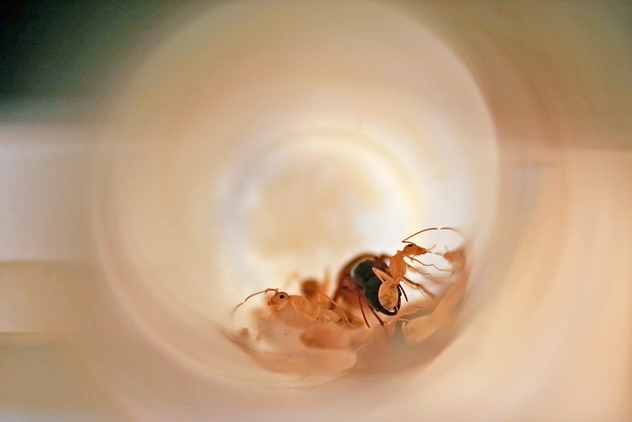 Camponotus sanctus 2.JPG