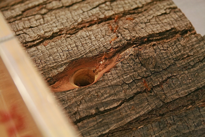 Wood Camponotus 2 13.JPG