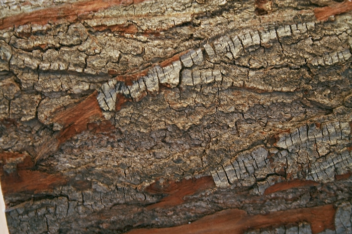 Wood Camponotus 2 8.JPG