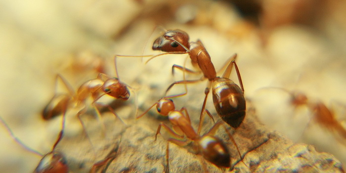 Wood Camponotus Soldier vs Worker 1.JPG