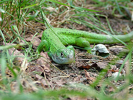 275px-Lacerta_viridis_f2.jpg