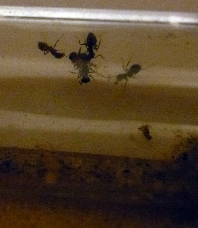 сначала один мурах их схватил и на потолок сел - и держит их как люстру)