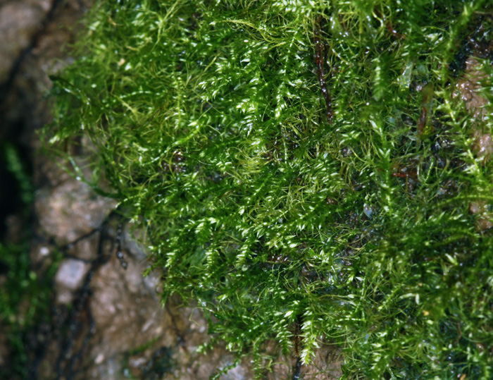 на стене из затирки, Vesicularia dubyana