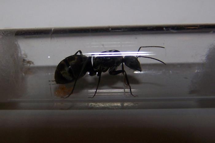 1 camponotus.jpg