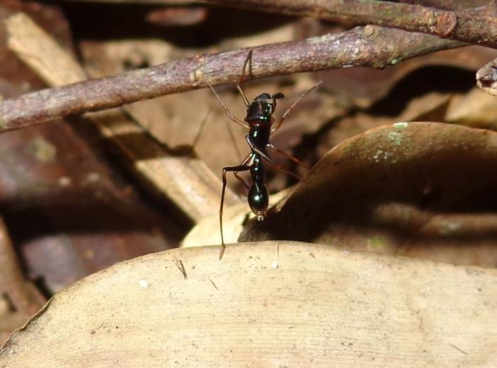 DSC00149 ant spider.jpg