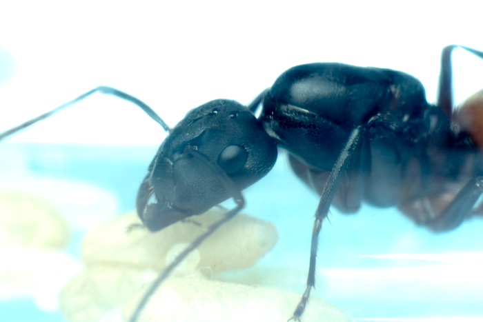 Camponotus cruentatus