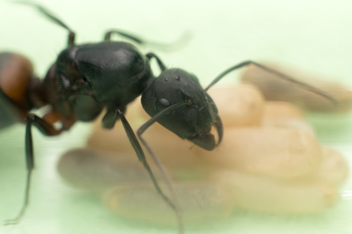 Camponotus cruentatus