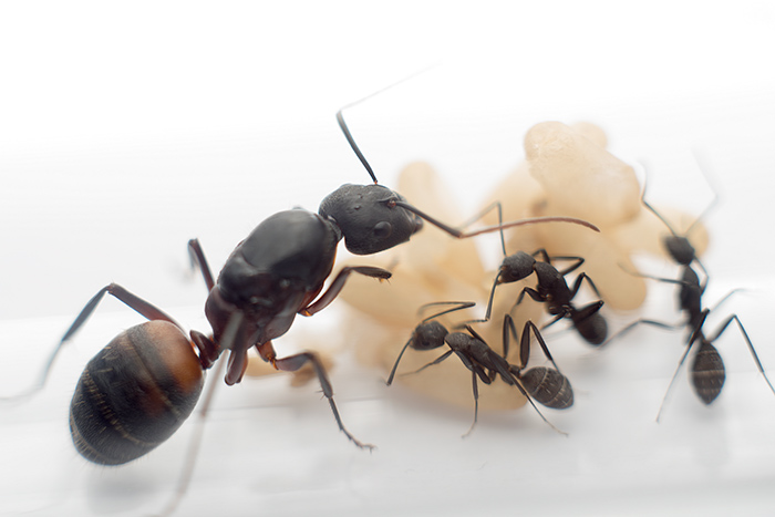 Camponotus cruentatus