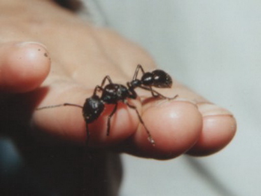 paraponera_clavata.jpg