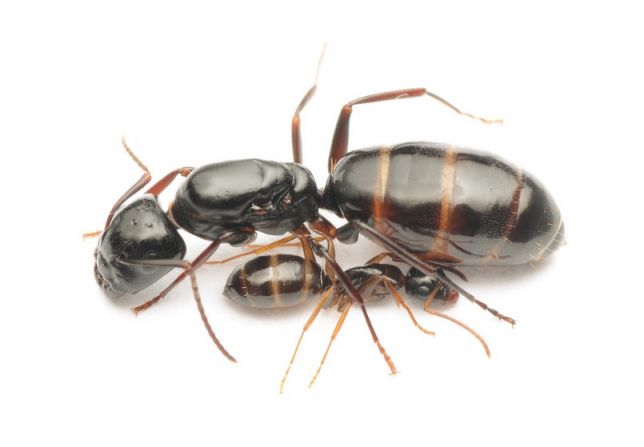 Camponotus fallax.jpg