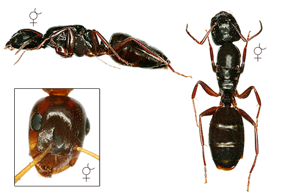 Camponotus fallax2.jpg