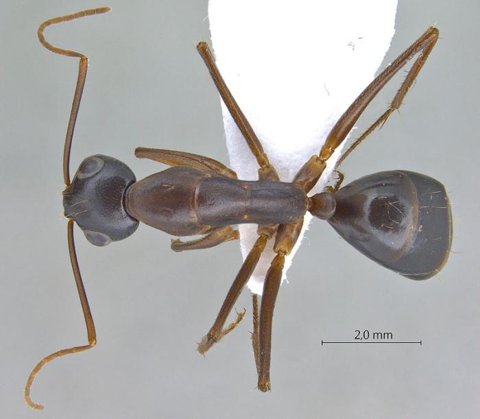800px-Camponotus-xerxes-dorsal-am-lg.jpg