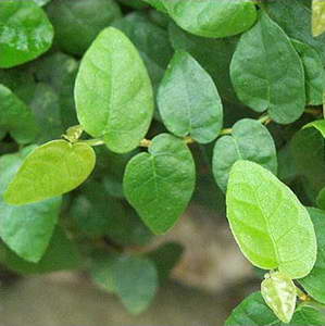 ficus_pumila.jpg