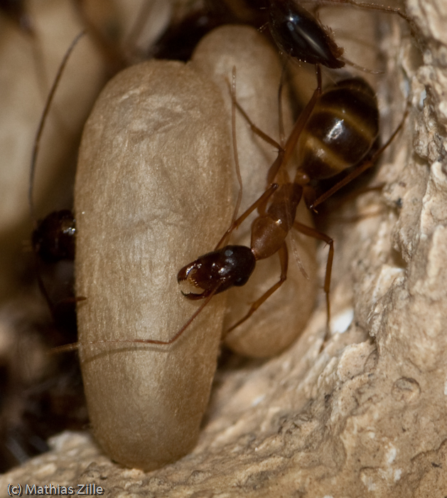 big pupa detail 2