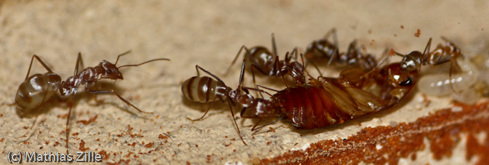 ants eat cockroach 1